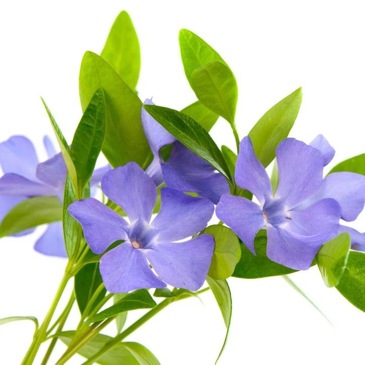 vinca-planta-soria-natural