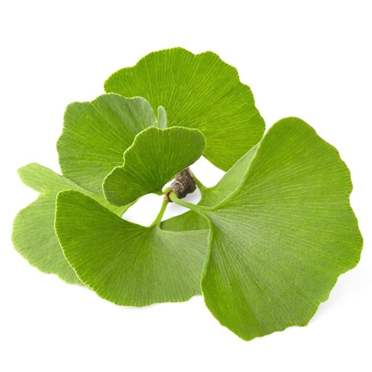 ginkgo-planta-soria-natural