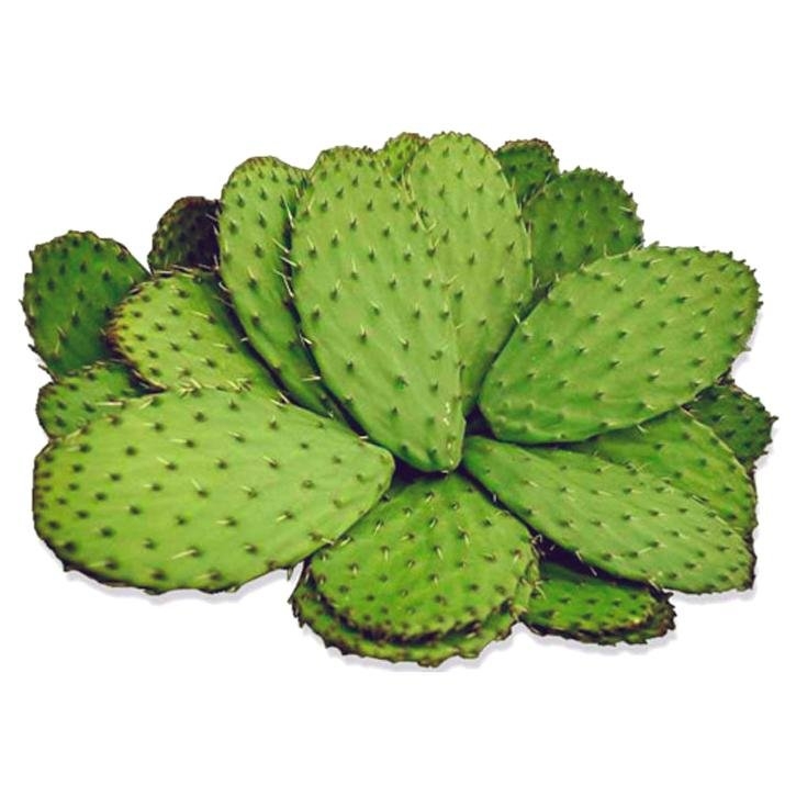 nopal-planta-soia-natural