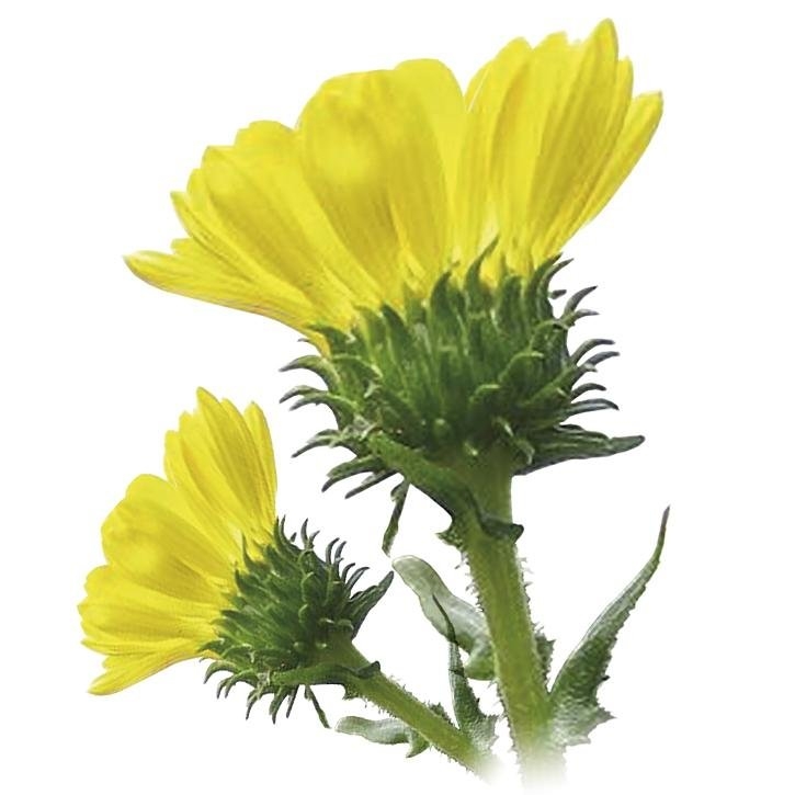 grindelia-planta-soria-natural