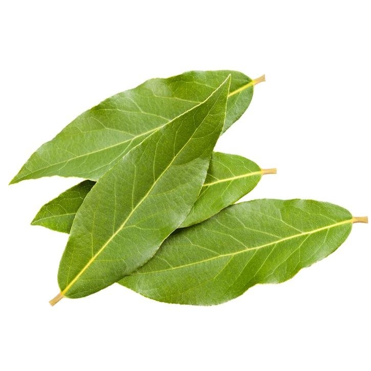 laurel-planta-soria-natural