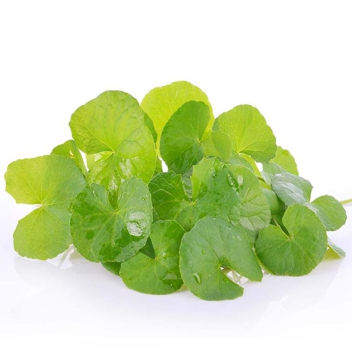 centella-asiática-planta-soria-natural