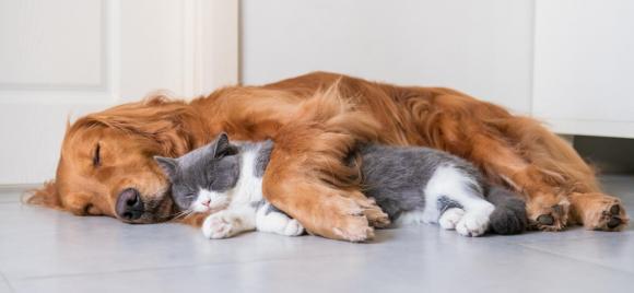 cuidados-senior-perros-gatos-wowzen-soria-natural